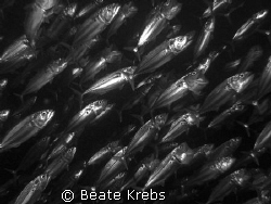 mouth mackerel in black and white, canon S70 by Beate Krebs 